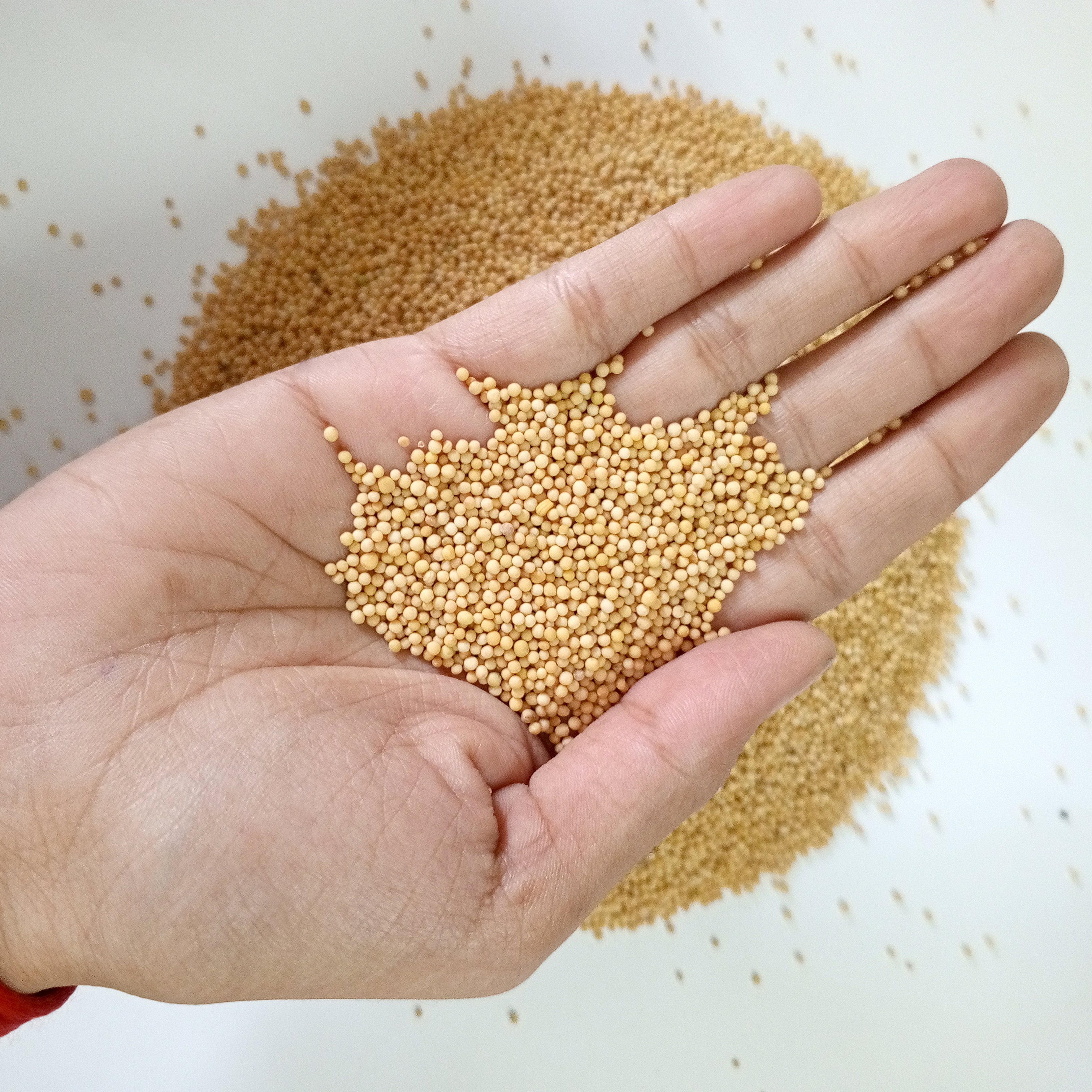YELLOW SARSO 1 KG - Energy Cleansing & Problem Removal Remedies