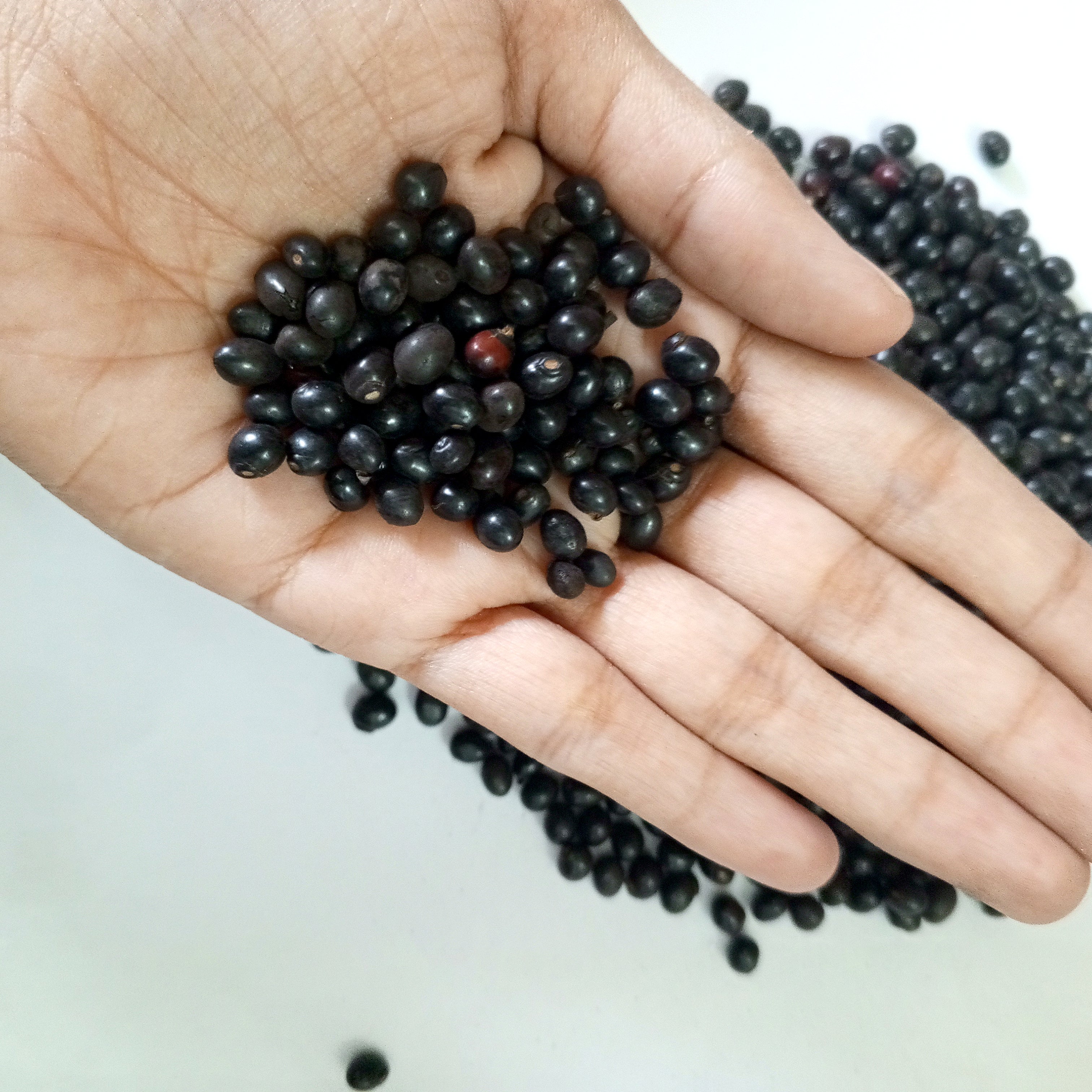 BLACK GUMCHI (1 KG) - Devotion, protection, & sacred energy.