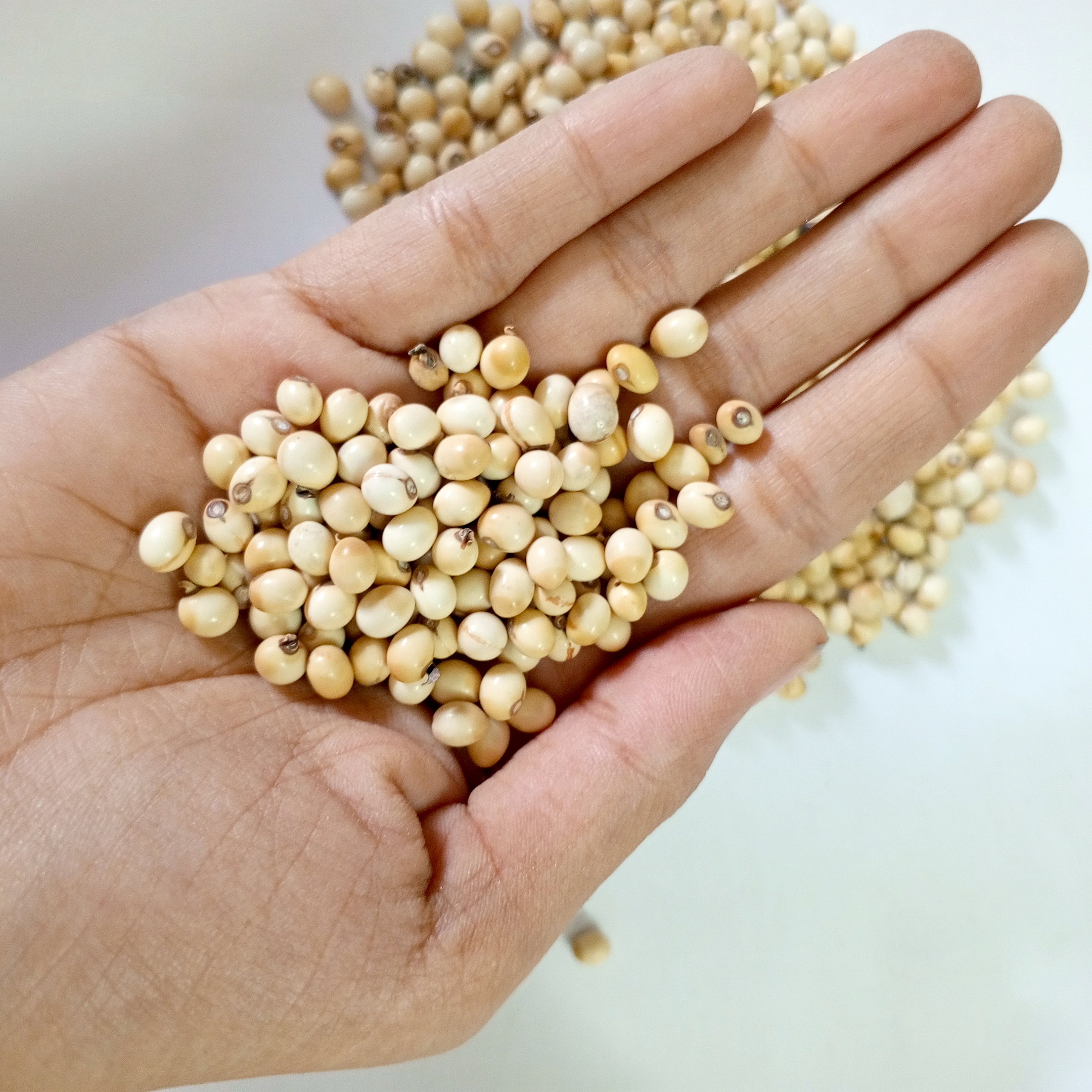 WHITE GUMCHI (1 KG) - Spiritually uplifting environment