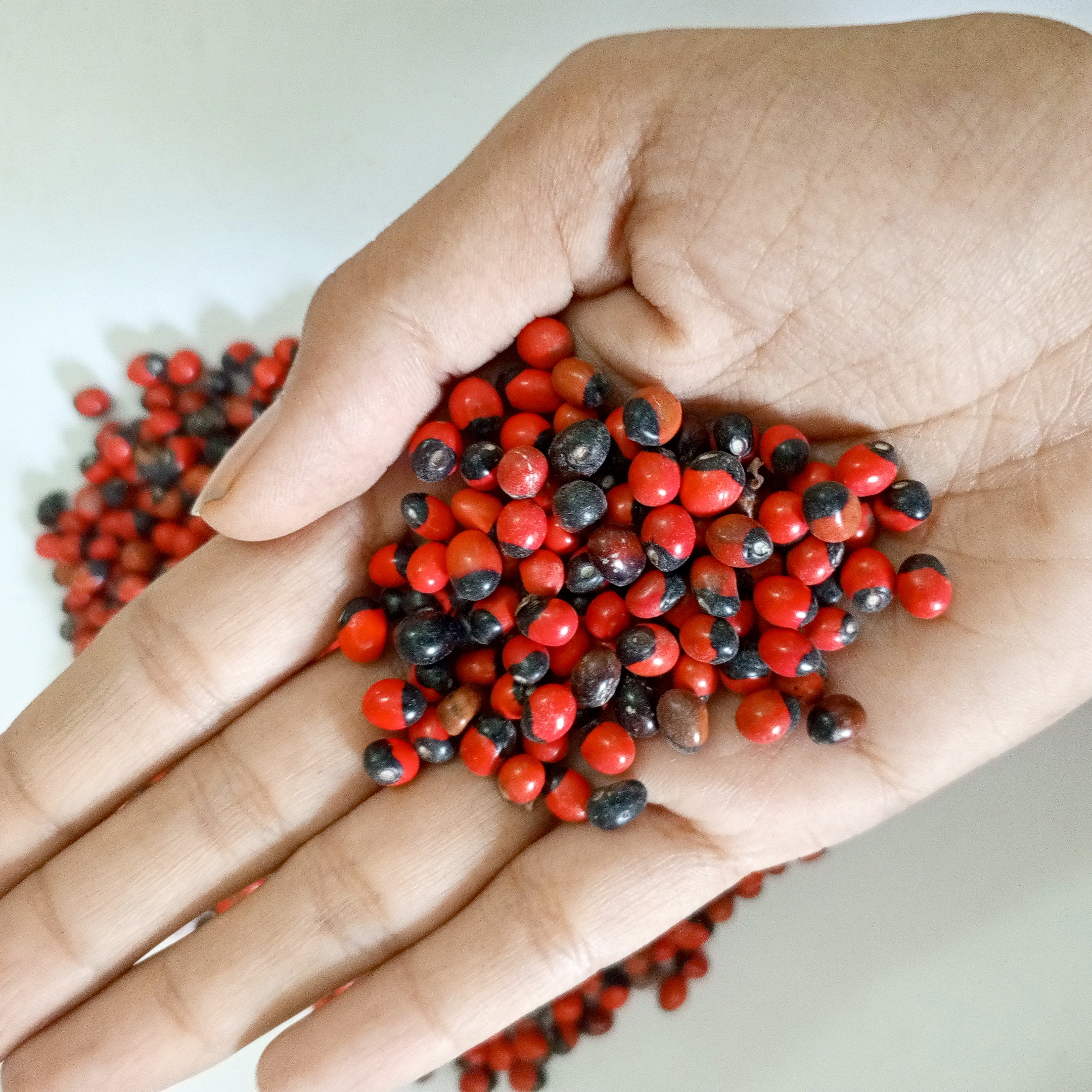 RED GUMCHI (1 KG) - Divine blessings