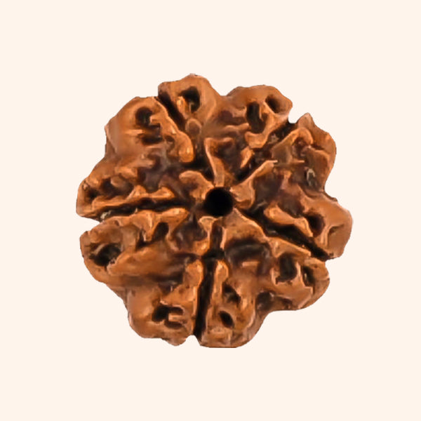 Destiny Star Stores 5 MUKHI RUDRAKSHA